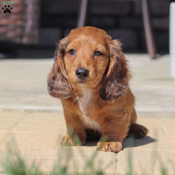 Buddy, Dachshund Puppy